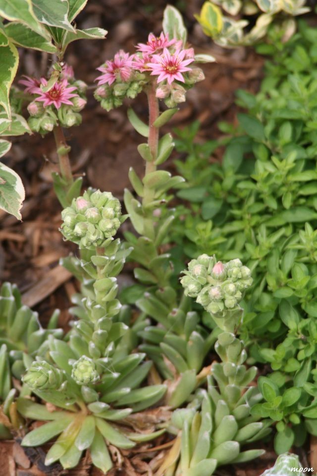 Sempervivum arachnoideum